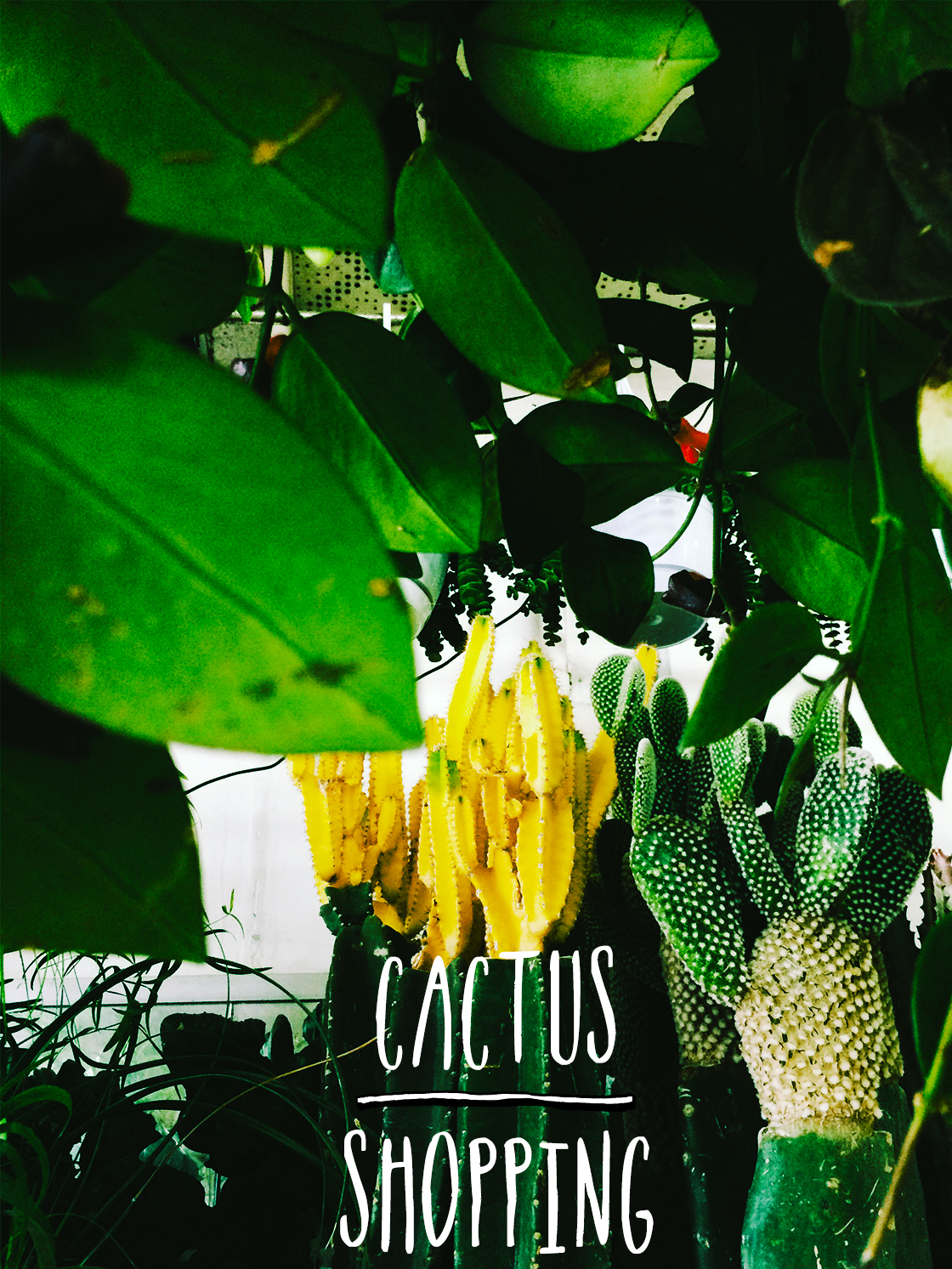 cactus shopping