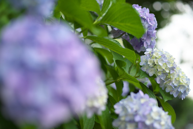 東京路地裏散歩 飛鳥山公園の紫陽花 2015年6月13日