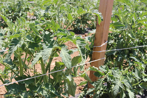 Your Farm News in Photos - Tomato Musk