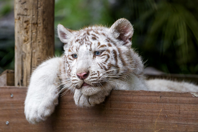 Tired (or bored) posing white tiger cub