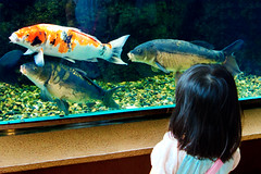 Little Girl and Carps (At Shinagawa Aquarium) : コイを見る幼女