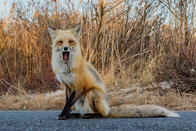 Red fox mouth open