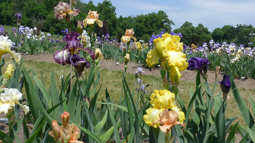Dreamy Colors P1330849 Presby Memorial Iris Gardens Up Flickr