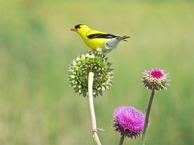 American Goldfinch at Emiquon the Nature Conservancy in Fulton County, IL 02
