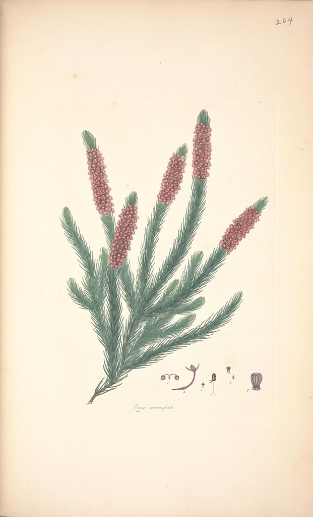 Erica racemifera