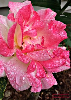 20150603 - Wet Pink Roses
