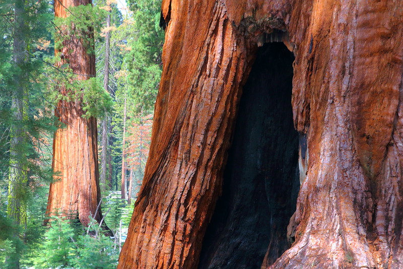 IMG_6235 Giant Sequoia, Yosemite National Park