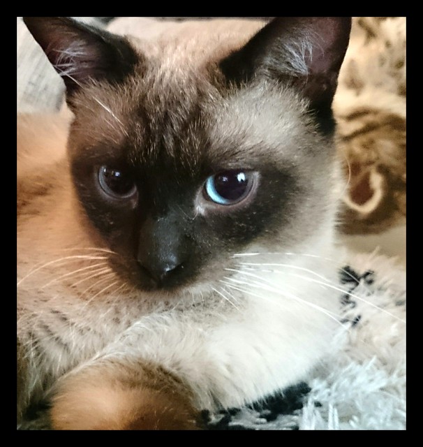 Sting, gato siamés de ojazos azules excelente compañero, nacido en Agosto´13, en adopción. Valencia. ADOPTADO. 17936226793_c706363c42_z