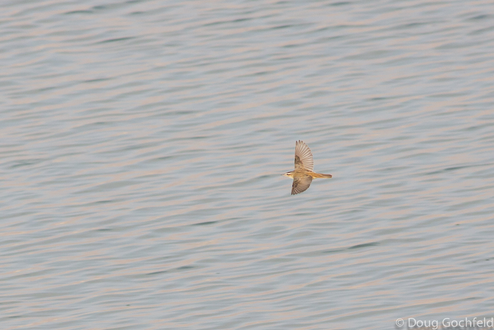 Sedge Warbler in flight