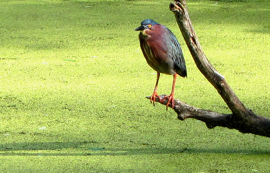Perched Green Heron