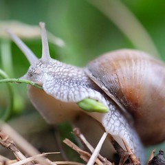 Friendly neighborhood snail