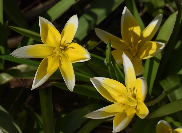 Short Yellow Tulips