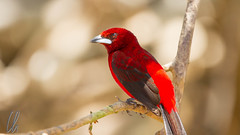 Crimson-backed tanager