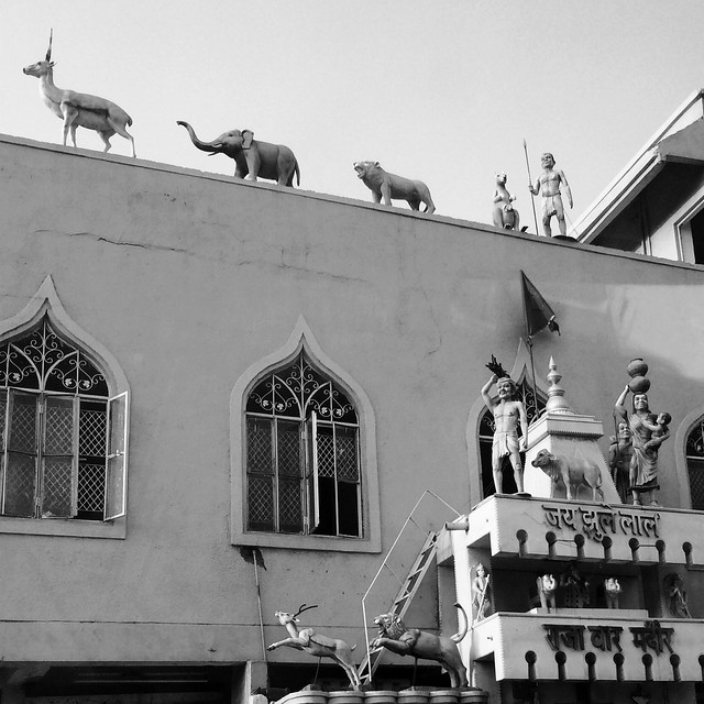 Rooftop animal procession