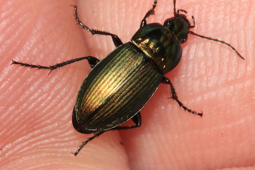 Metallic Beetle 7846