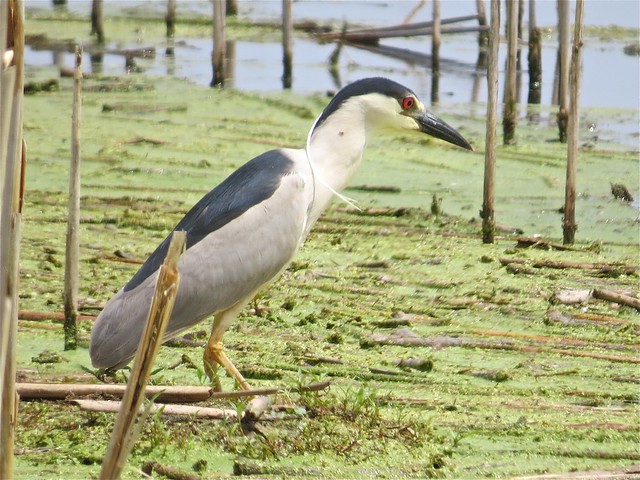 Black-crowned Night-heron at Emiquon the Nature Conservancy in Fulton County, IL 06