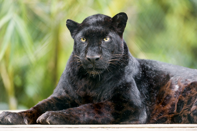 Relaxed black leopard