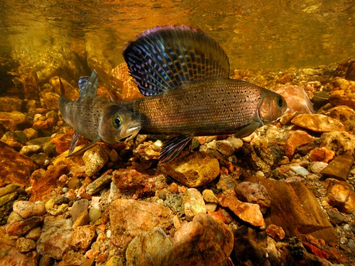 The Arctic grayling