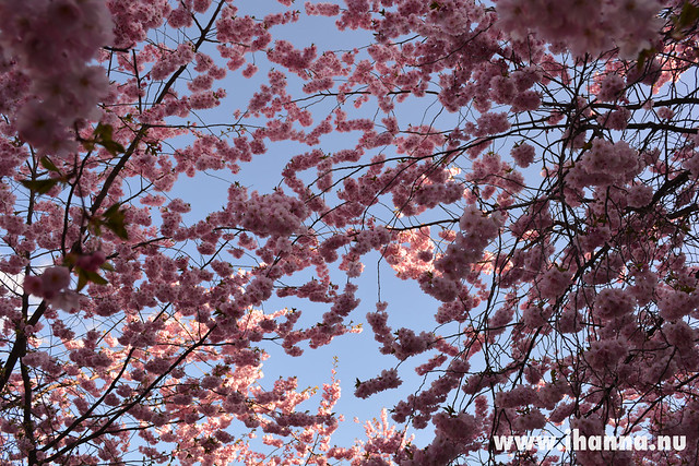 Cherry blossoms in the sky