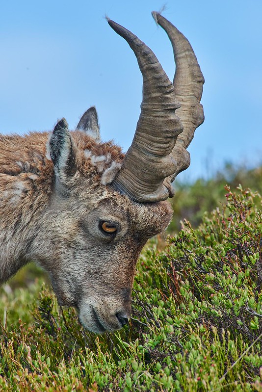 Alpine ibex - Niederhorn
