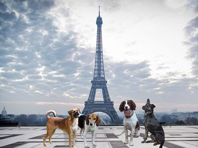 4-dogs-eiffel-tower