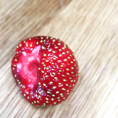 First strawberry from the garden - and it's a beauty!