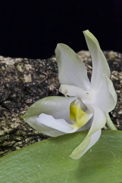 Phalaenopsis bellina alba x pulchra alba 18742976866_991d42bffa_z