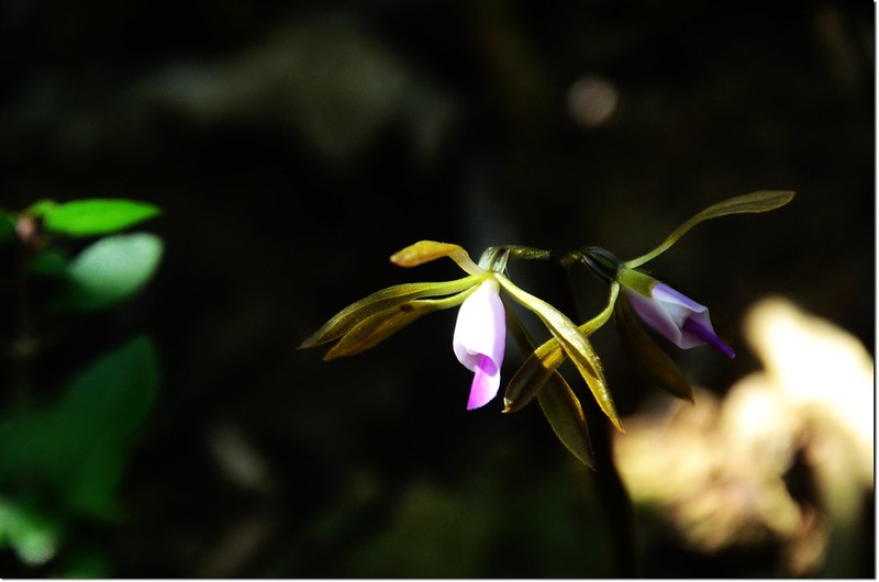 紫花脈葉蘭 (4)