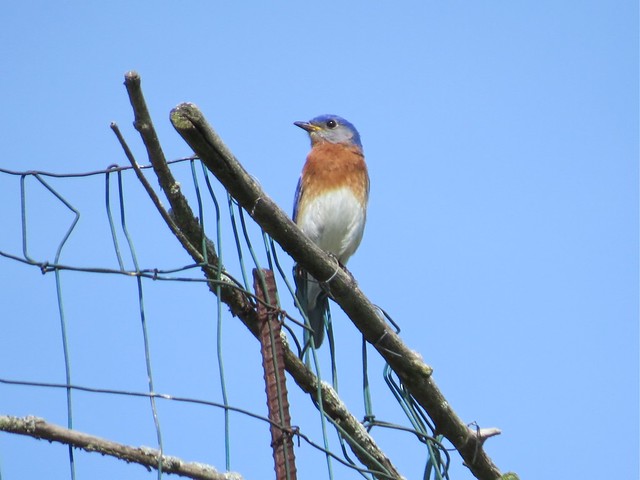 Eastern Bluebird at Moraine View State Park in McLean County, IL 01