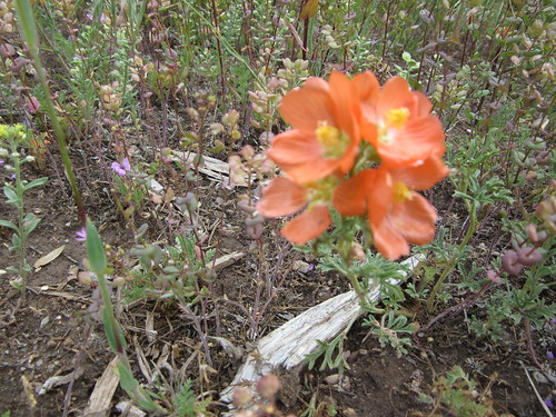 Spring Creek wildflowers 071