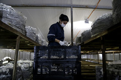 Visita a la planta productora de champiñones “Milagros del Sur”