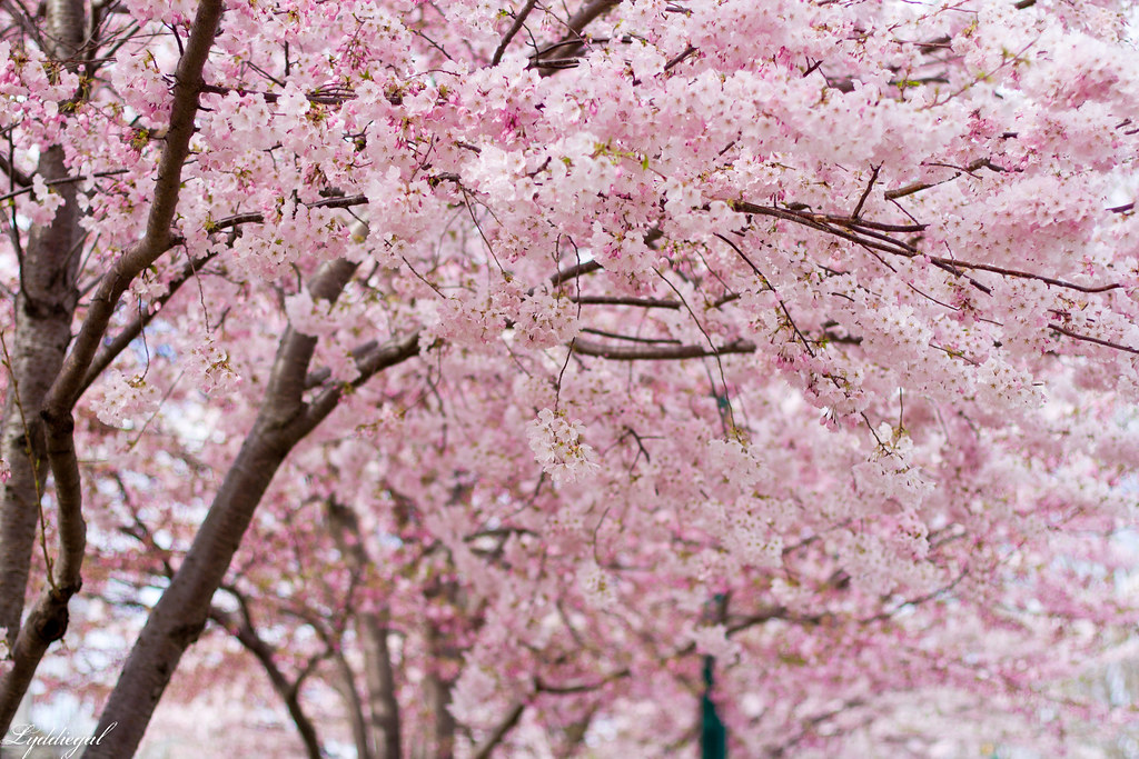 cherry blossom tree.jpg
