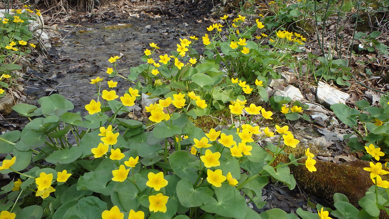 Marsh marigolds on both sides of a small stream