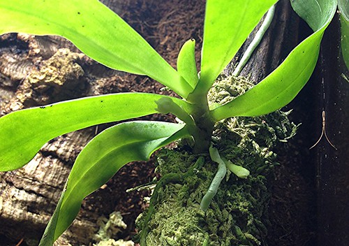 Gastrochilus somai with TWO spikes!
