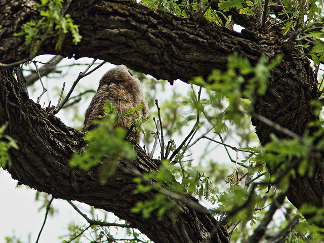 Great Horned Owl owlet 2-20150507