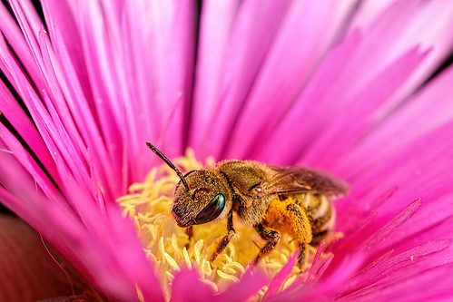 Collecting Pollen IV