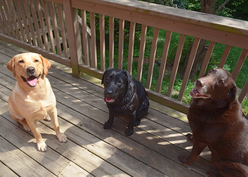 three happy dogs