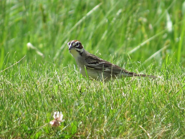 Lark Sparrow at Moraine View State Park in McLean County, IL 13