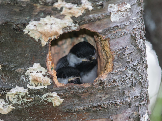 Black-capped Chickadees about to fledge