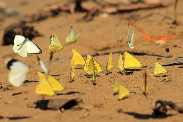 Butterflies at Petang River