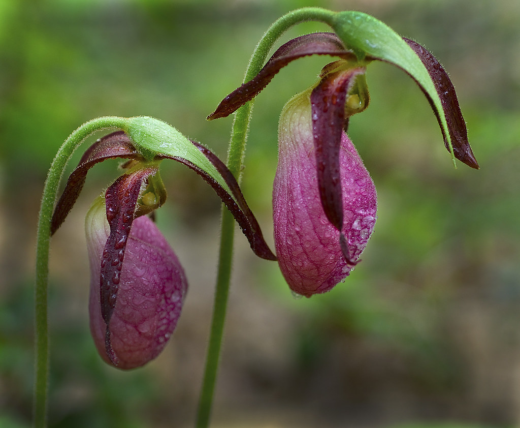 Pink Lady's Slipper | A large wildflower blossoming in May i… | Flickr