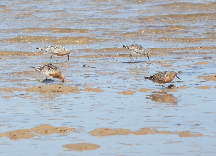 Red Knots in different stages of breeding plumage at Port Clinton