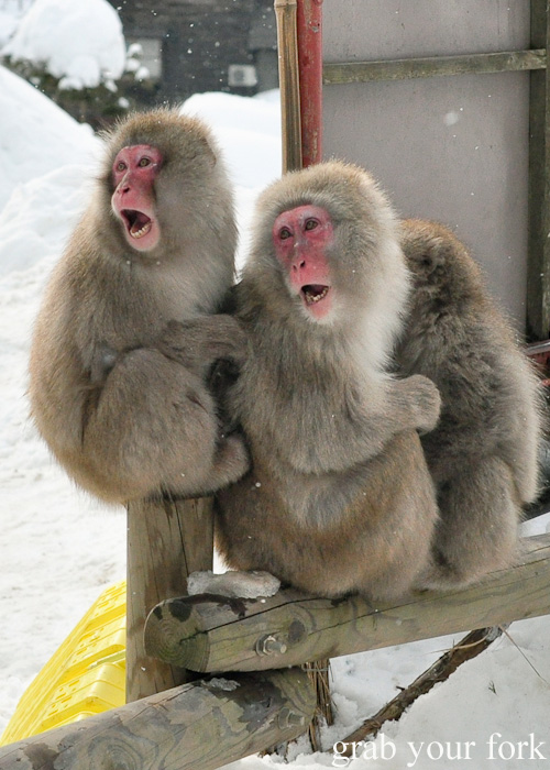 Snow monkeys shrieking at Jigokudani Monkey Park, Nagano
