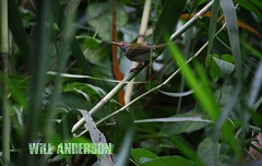 Backyard Bird 2 - Nakhon Si Thammarat Province - Thailand