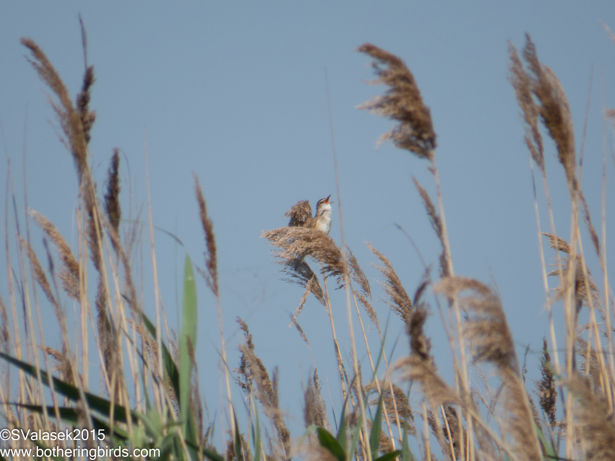 Great Reed-Warbler