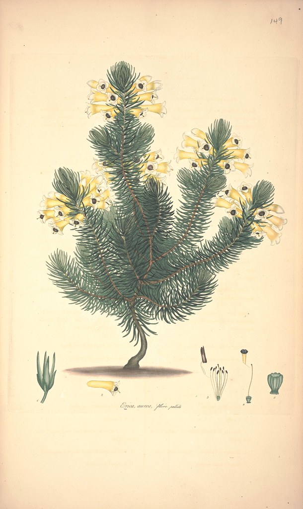 Erica aurea, flore pallida