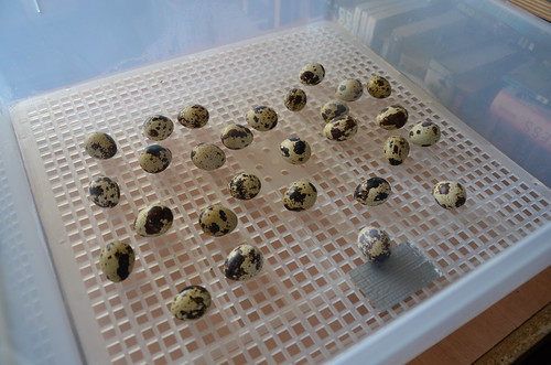 quail eggs in incubator June 15