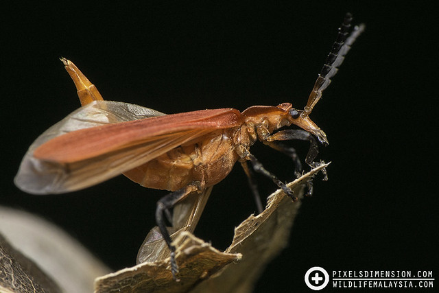 Net-Winged Beetle (Lycidae) ♀