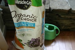 organic potting mix IMG_2569