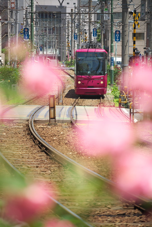 Tokyo Train Story 都電荒川線 2015年5月30日